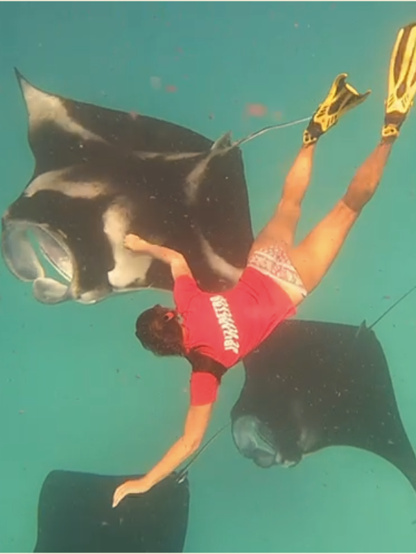 Manta_maldives